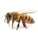 Sticker abeille