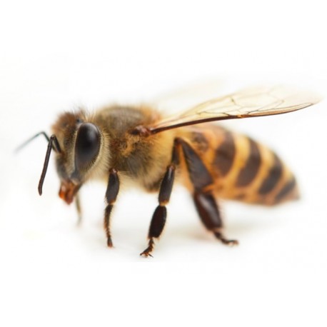 Sticker abeille