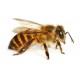 Sticker abeille