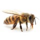 Sticker abeille