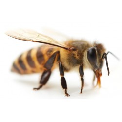 Sticker abeille