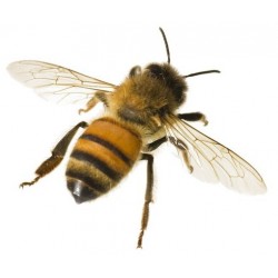 Sticker abeille