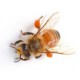 Sticker abeille