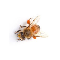 Sticker abeille