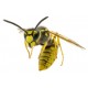 Sticker abeille