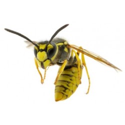 Sticker abeille