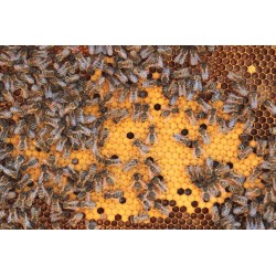 Sticker abeille