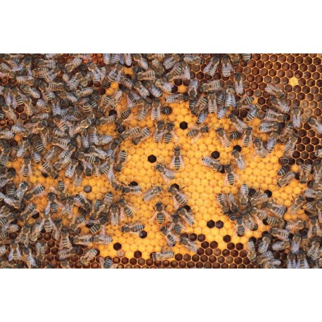 Sticker abeille
