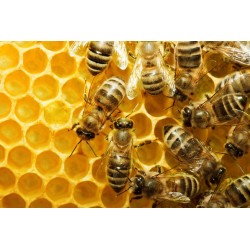 Sticker abeille