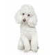 Sticker chien caniche blanc