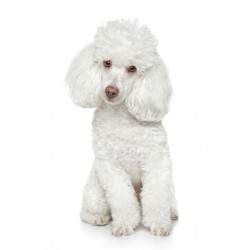 Sticker chien caniche blanc