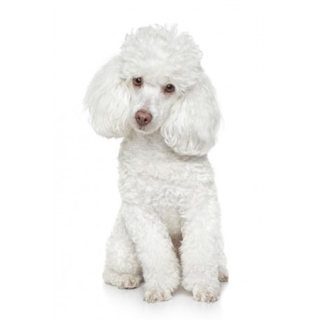 Sticker chien caniche blanc