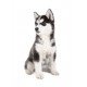 Sticker chiot husky siberien