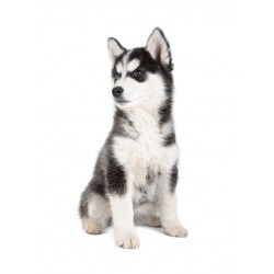 Sticker chiot husky siberien