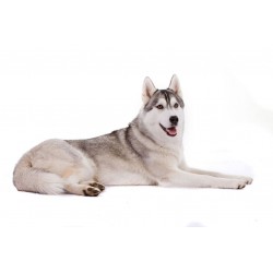 Sticker chien husky siberien