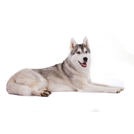 Sticker chien husky siberien