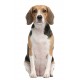 Sticker mural chien beagle