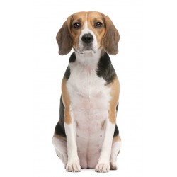 Sticker mural chien beagle