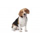 Sticker chien beagle deco