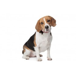 Sticker chien beagle deco