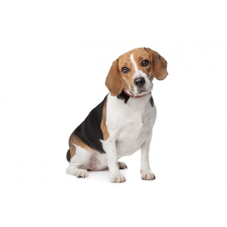 Sticker chien beagle deco