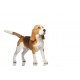 Sticker chien beagle