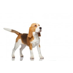 Sticker chien beagle