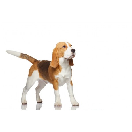 Sticker chien beagle