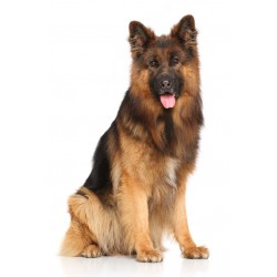 Sticker berger allemand