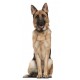 Sticker chien berger allemand