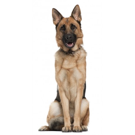 Sticker chien berger allemand