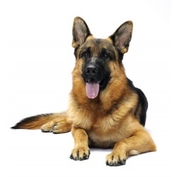 Sticker chien berger allemand