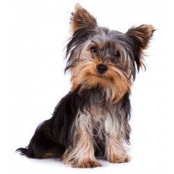 Sticker yorkshire terrier