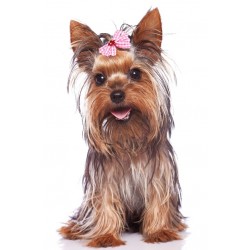 Sticker chiot yorkshire terrier noeud rose