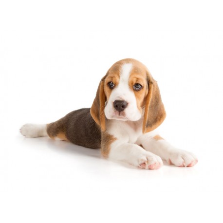 Sticker chiot allongé puppy beagle