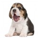 Sticker chiot beagle