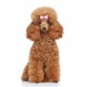 Sticker chiot caniche roux