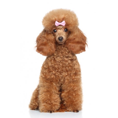 Sticker chiot caniche roux