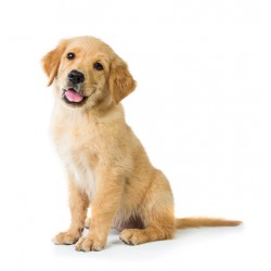 Sticker chiot golden beige