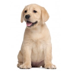 Sticker mural chiot golden beige