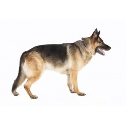 Sticker muraux chien berger allemand