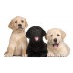 Sticker chiot trio labrador