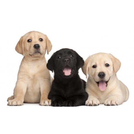 Sticker chiot trio labrador