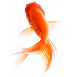 Sticker muraux poisson rouge