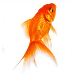 Autocollant poisson rouge