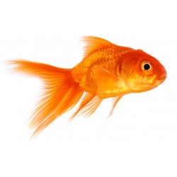 Sticker poisson rouge cuisine