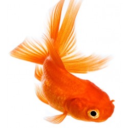 Sticker poisson rouge decoration