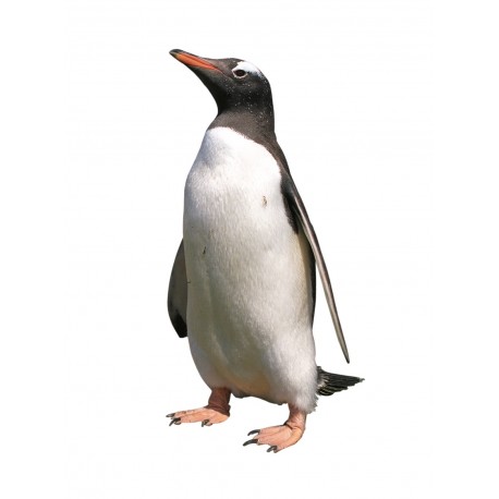 Sticker pingouin petite deco