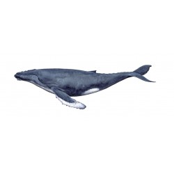 Sticker baleine