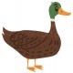 Sticker canard col vert